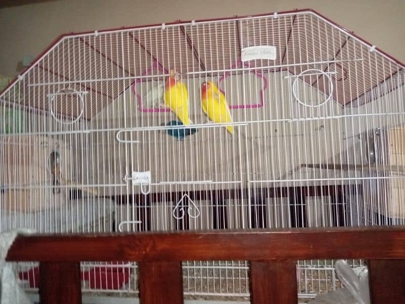 red eyes lutino lovebirds chicks (1800 per piece) and cages for sale 7