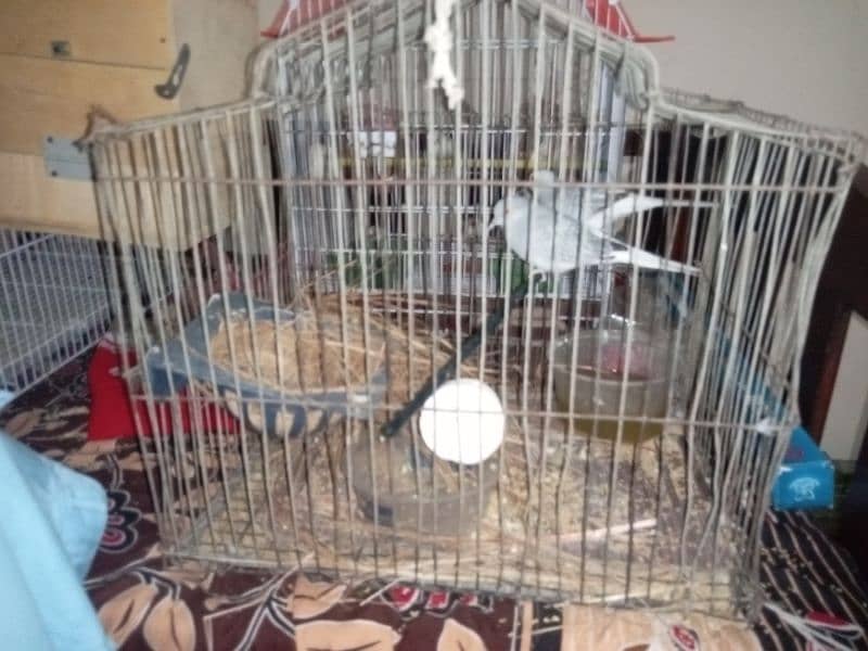 red eyes lutino lovebirds chicks (1800 per piece) and cages for sale 8