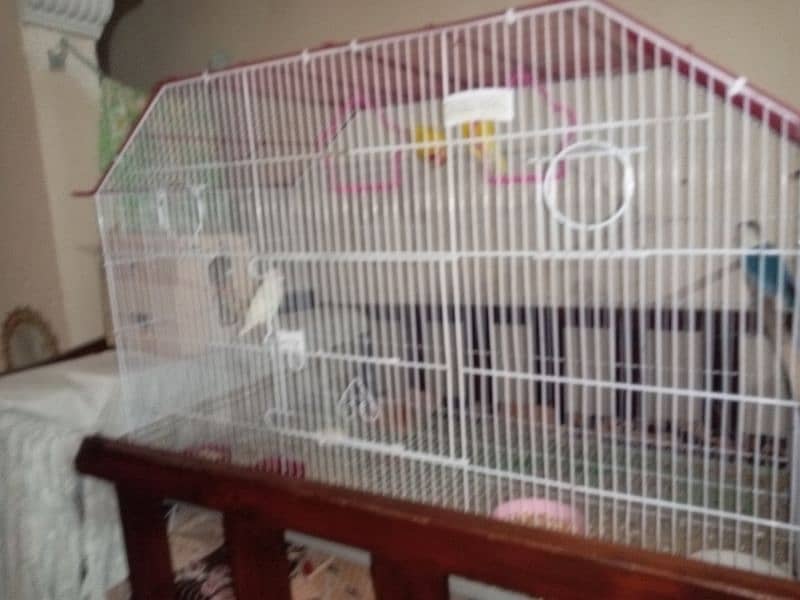 red eyes lutino lovebirds chicks (1800 per piece) and cages for sale 9