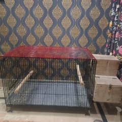 grey parrot Cage for sell