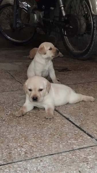 Labrador puppies 0/3/0/8/0/8/2/0/8/3/4 2