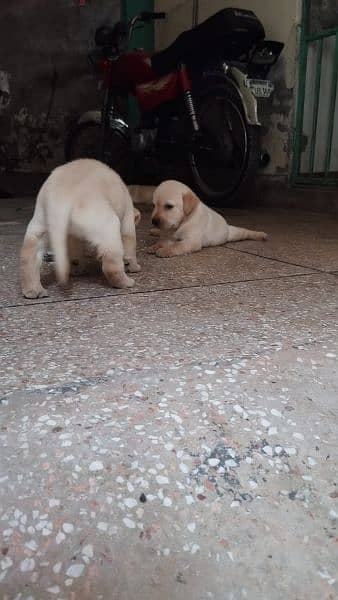 Labrador puppies 0/3/0/8/0/8/2/0/8/3/4 3