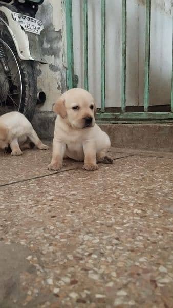 Labrador puppies 0/3/0/8/0/8/2/0/8/3/4 4