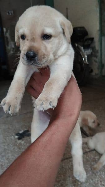 Labrador puppies 0/3/0/8/0/8/2/0/8/3/4 6
