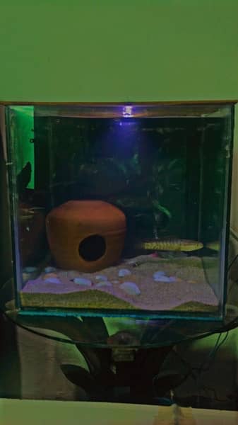 different types fish & aquarium available for sale 0