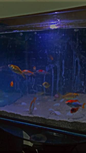 different types fish & aquarium available for sale 1