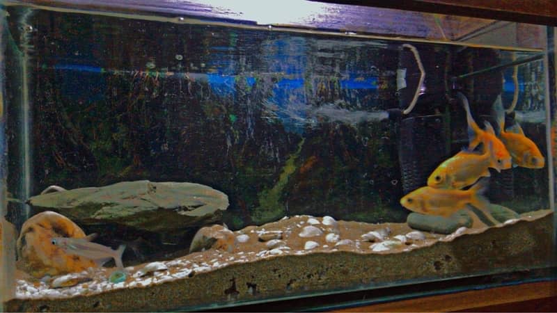 different types fish & aquarium available for sale 2