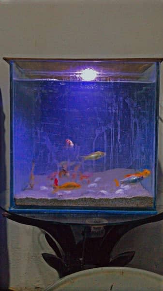 different types fish & aquarium available for sale 3