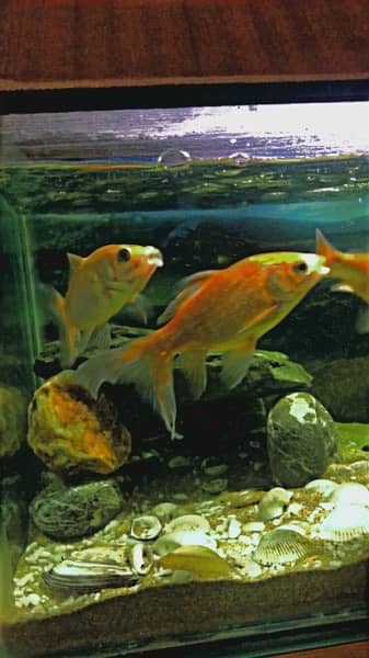 different types fish & aquarium available for sale 5