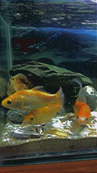 different types fish & aquarium available for sale 6