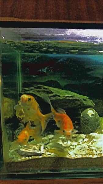 different types fish & aquarium available for sale 7