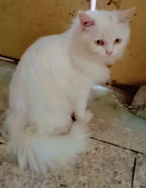 Persian Cat / Triple Coat / Doll Face 1