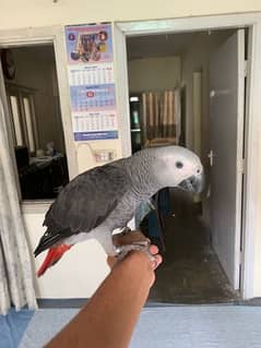 congo size african grey female 0