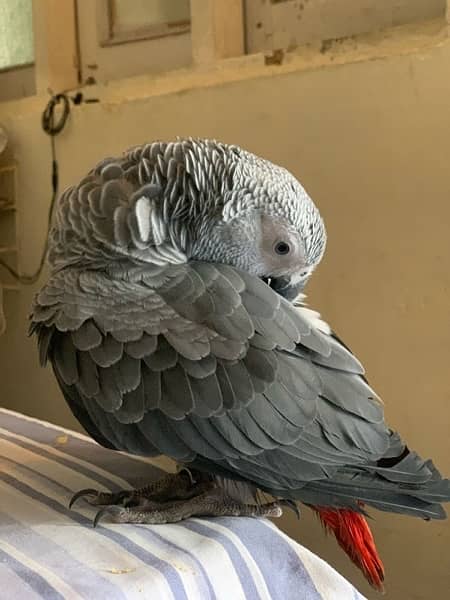 congo size african grey female 1