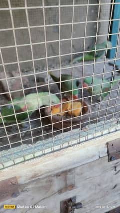 raw parrots for sale hai 4 patha hai age almost 10 months hogi