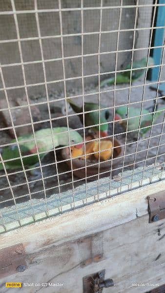 raw parrots for sale hai 4 patha hai age almost 10 months hogi 0