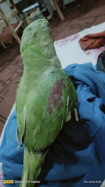 raw parrots for sale hai 4 patha hai age almost 10 months hogi 2