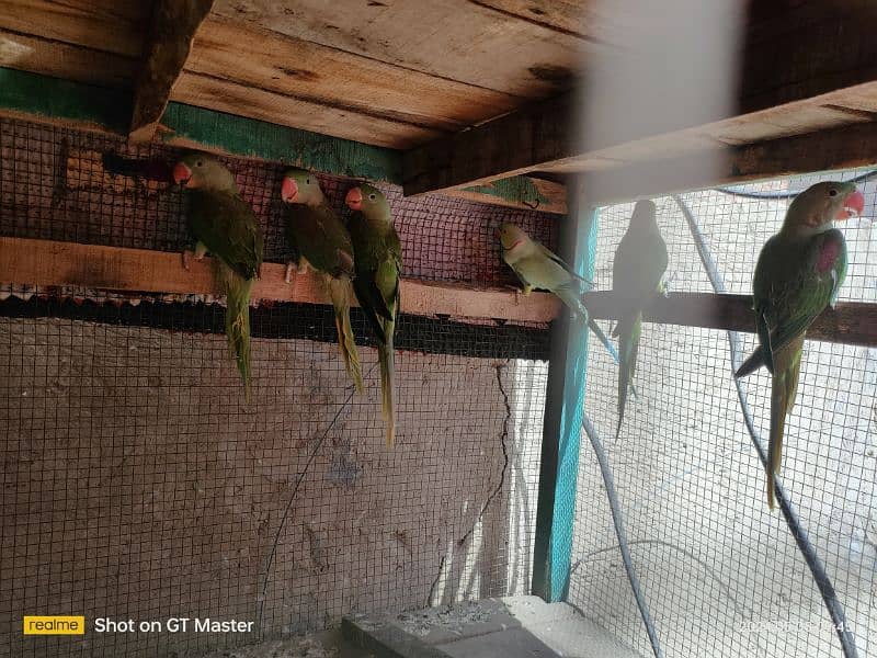 raw parrots for sale hai 4 patha hai age almost 10 months hogi 3