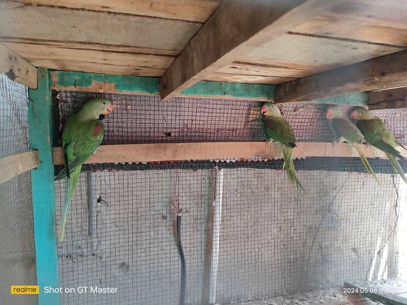 raw parrots for sale hai 4 patha hai age almost 10 months hogi 4