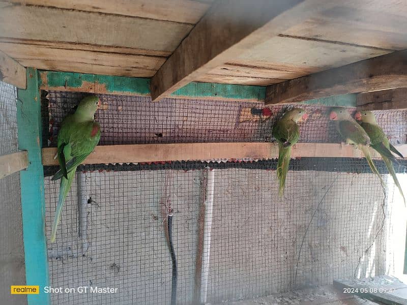 raw parrots for sale hai 4 patha hai age almost 10 months hogi 5