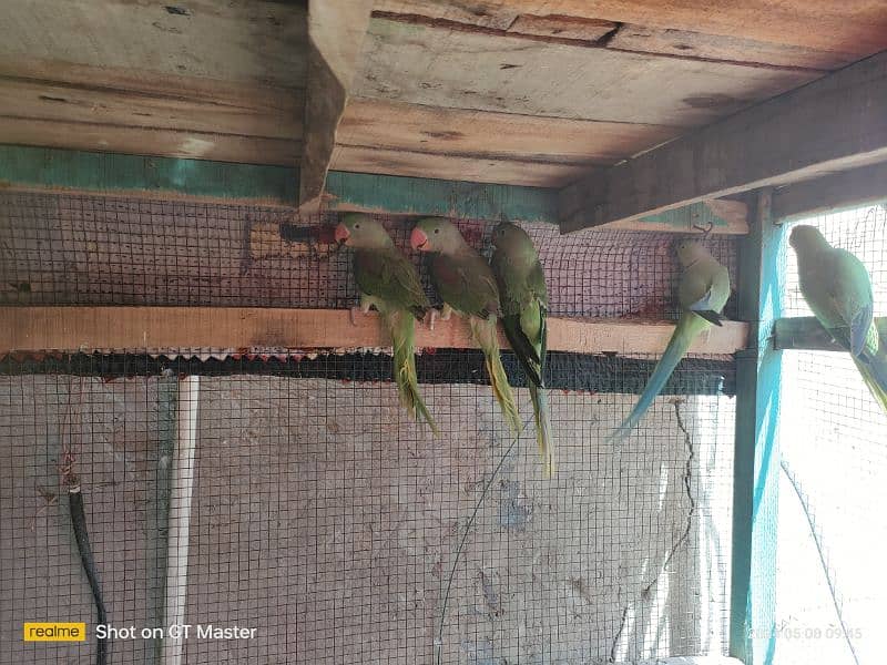 raw parrots for sale hai 4 patha hai age almost 10 months hogi 6