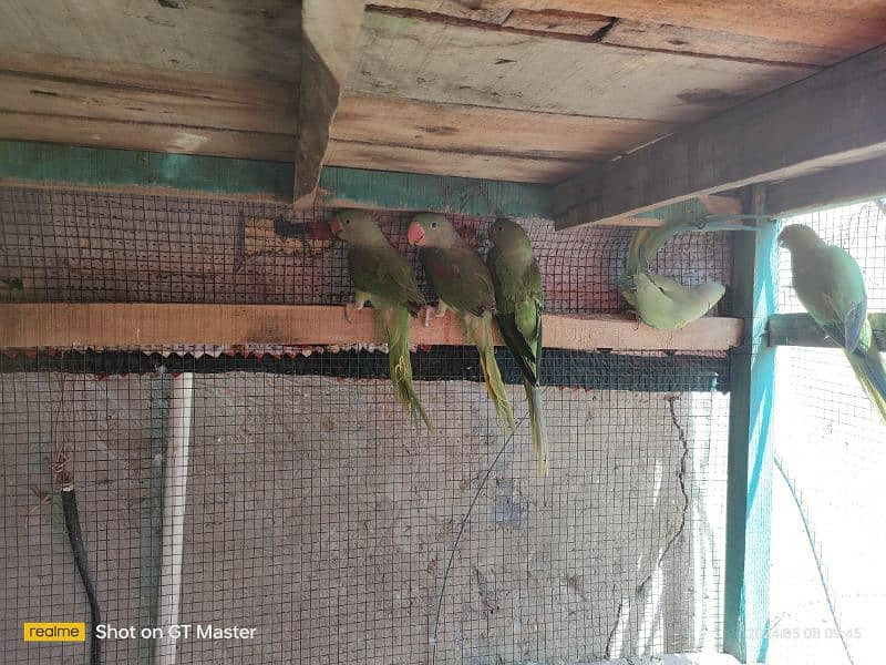 raw parrots for sale hai 4 patha hai age almost 10 months hogi 7