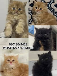 Adorable Kittens | Persian Kitten | Peke Kitten