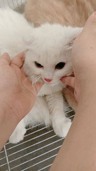 white female cat. cute 5