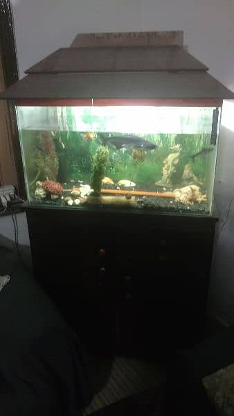 Complete Fish Aquarium with fish 4