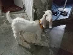 bakra