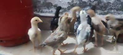 Aseel Chicks