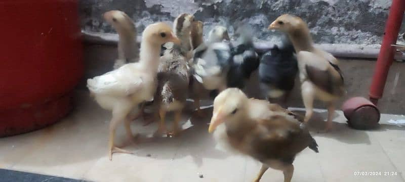 Aseel Chicks 1