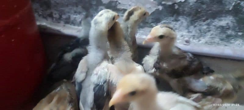 Aseel Chicks 3