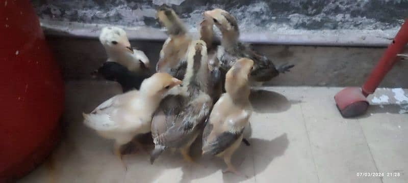 Aseel Chicks 8