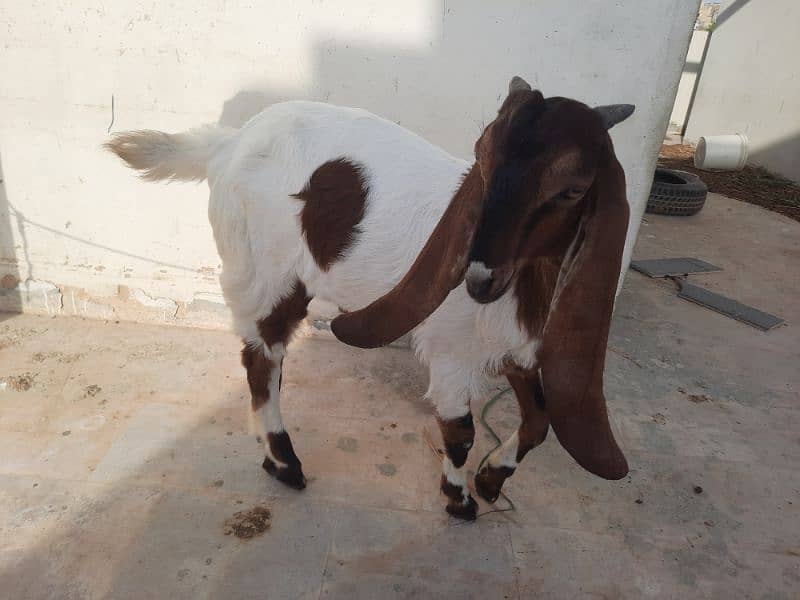 Doodh wali bakri 10