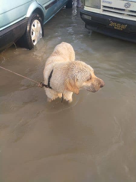 charsadda chok tangi road 1