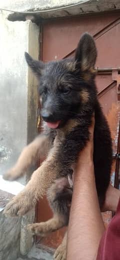 German Shepherd Puppies 0