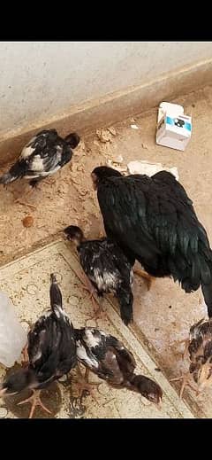 quality aseel chicks for sale (03369134423)