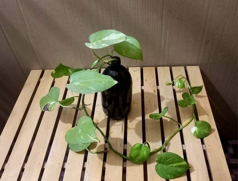 Money Plant 2 leaf With Bottle For Sale Multan 0