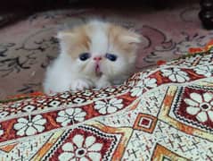 peke piki peki | van Red & white| pure Persian kitten