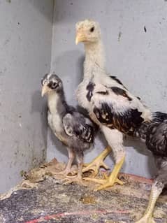 Pure Shamo Chicks For sale