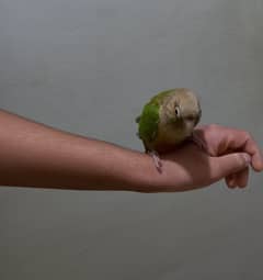 Hand tammed birds 0