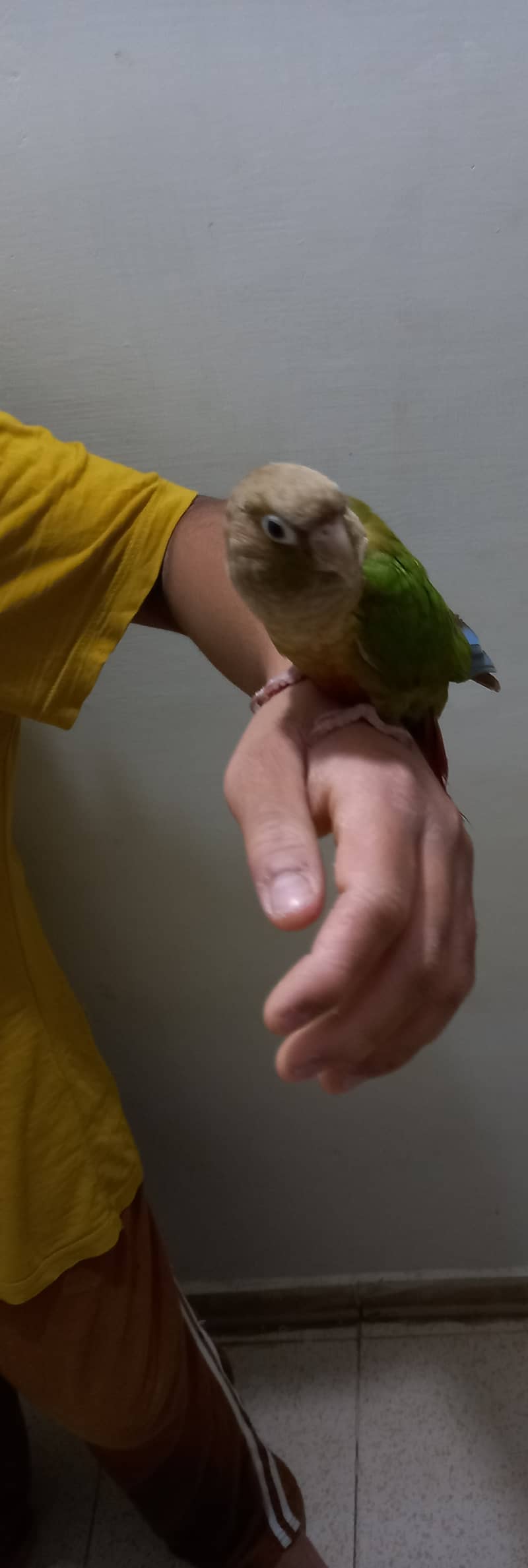 Hand tammed birds 2