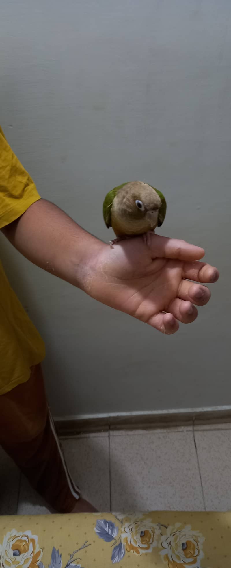 Hand tammed birds 3