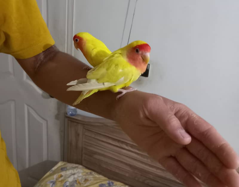 Hand tammed birds 6