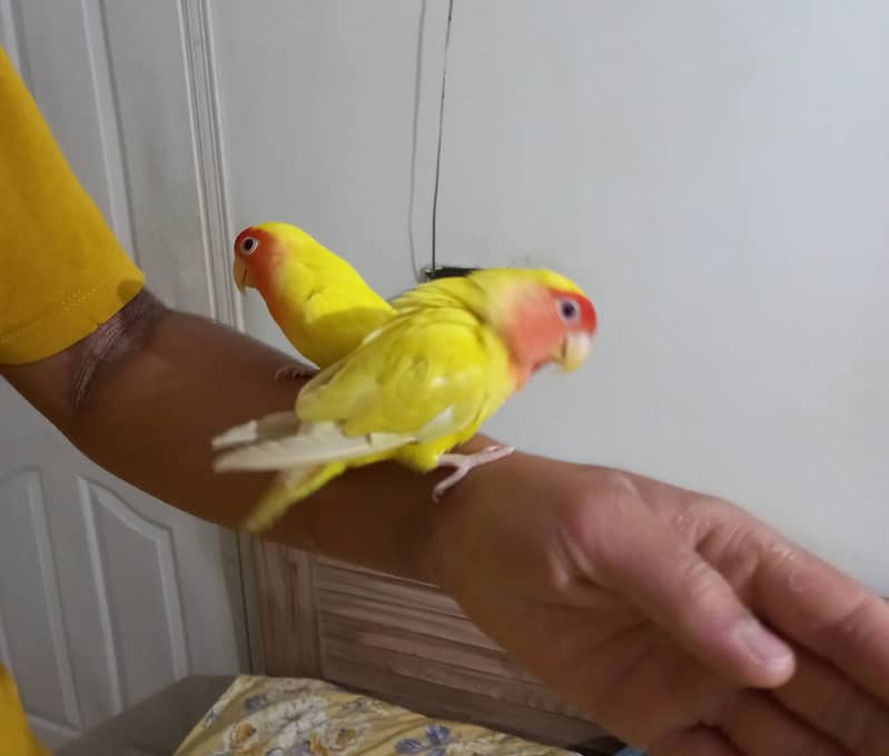 Hand tammed birds 7