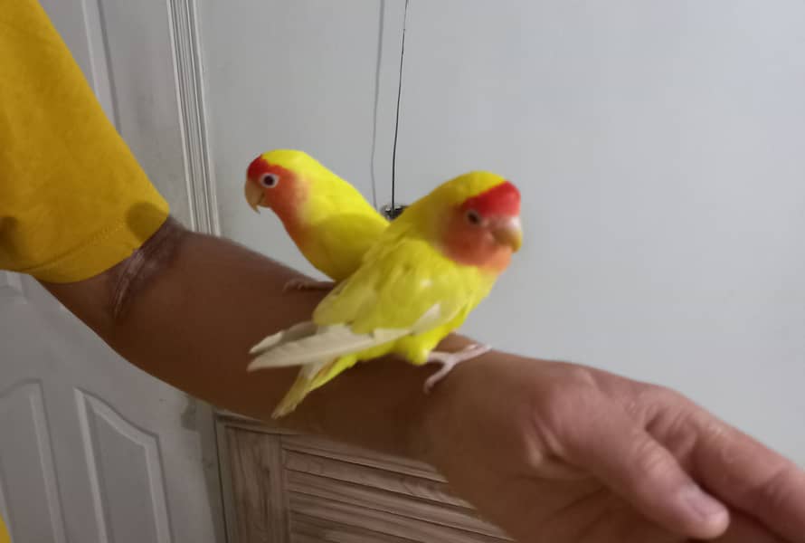 Hand tammed birds 8