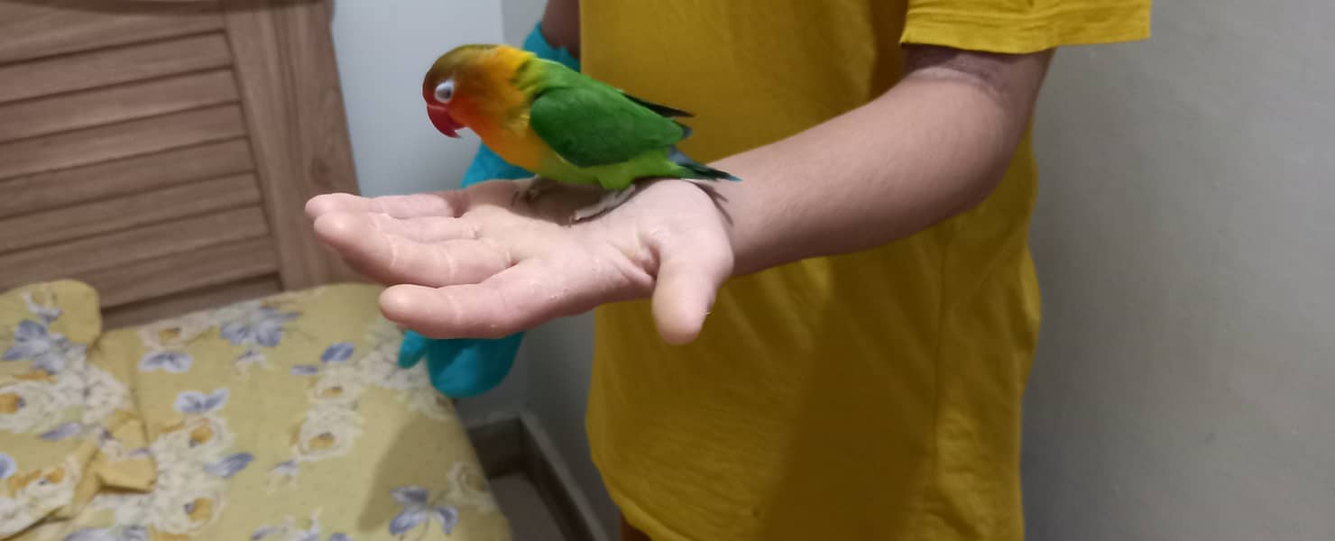 Hand tammed birds 10