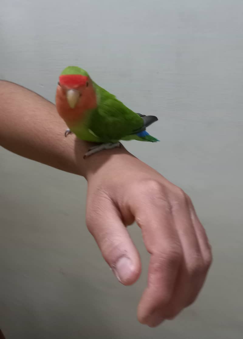 Hand tammed birds 12