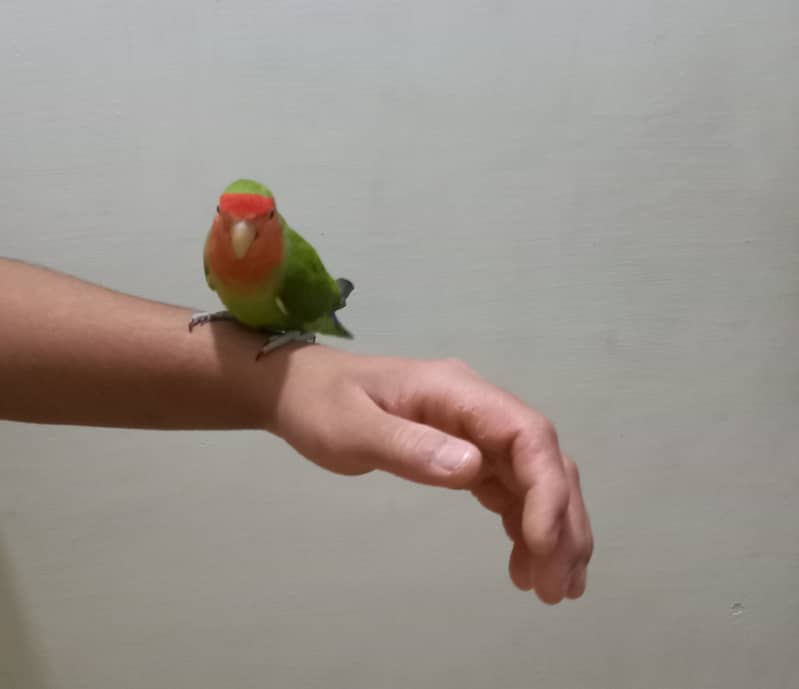 Hand tammed birds 13